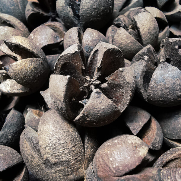 Wallachi Pods
