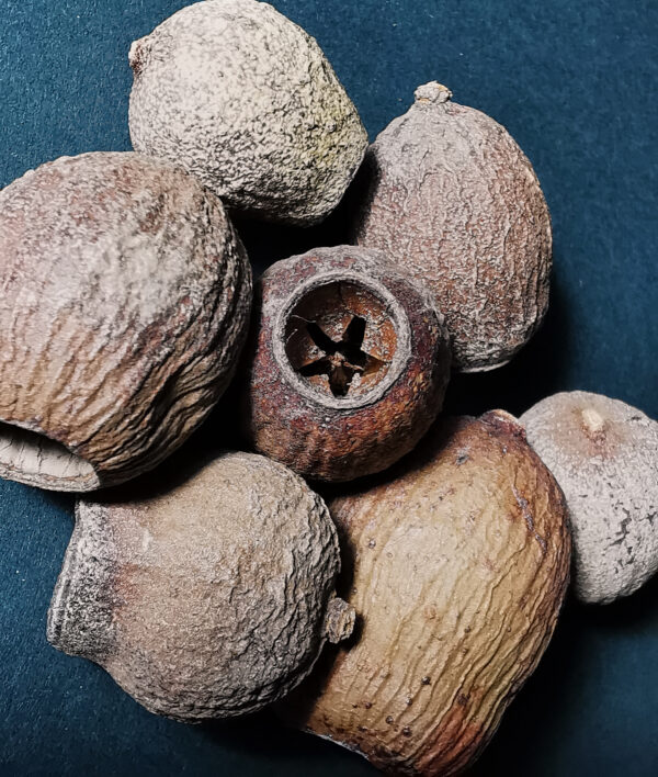 Eucalyptus Bell Pods