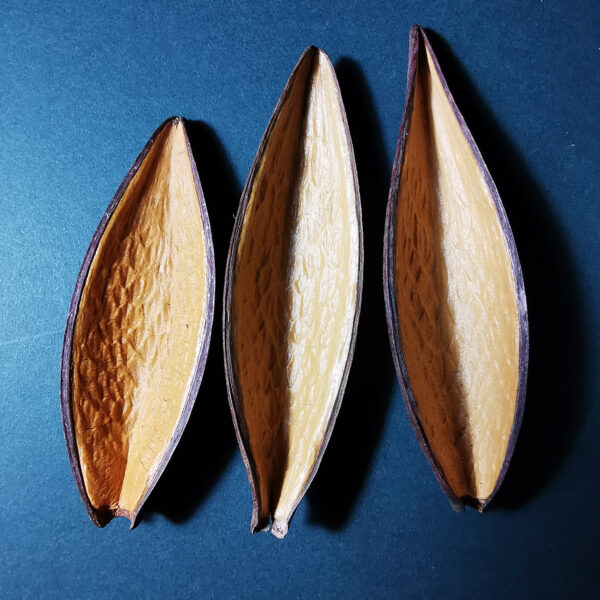 Canoinhas Pods
