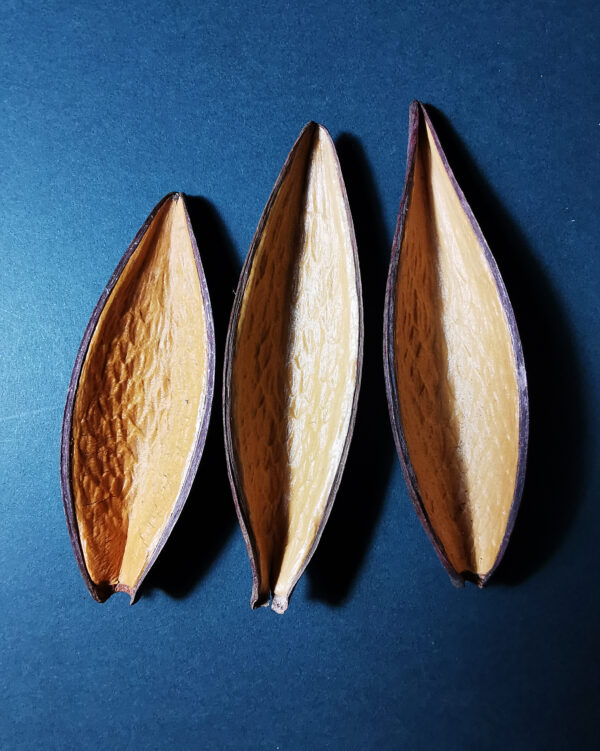 Canoinhas Pods