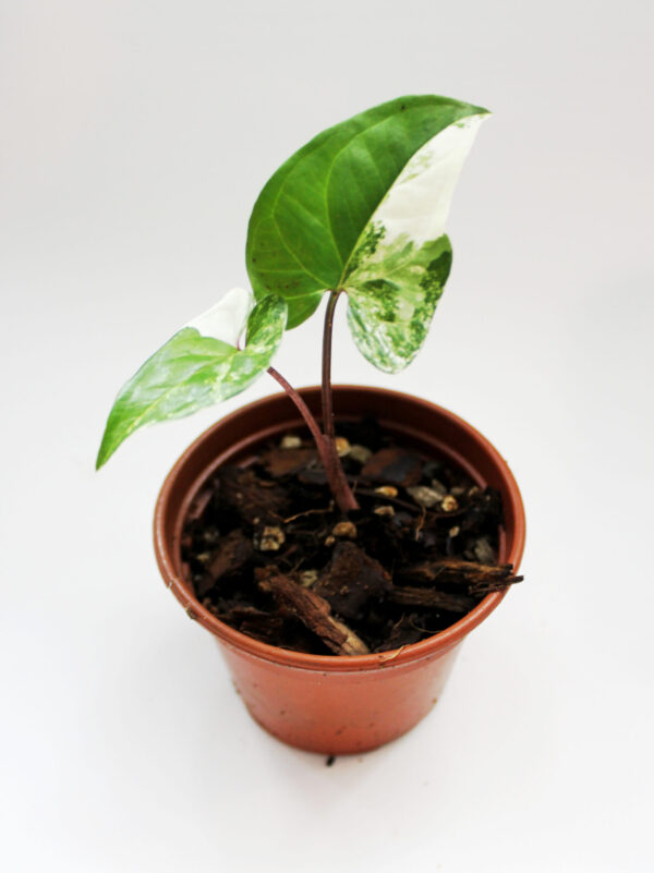 Variegated Syngonium Albo