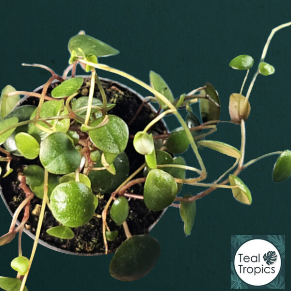 Peperomia Pepperspot