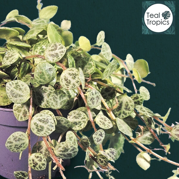 Peperomia prostrata