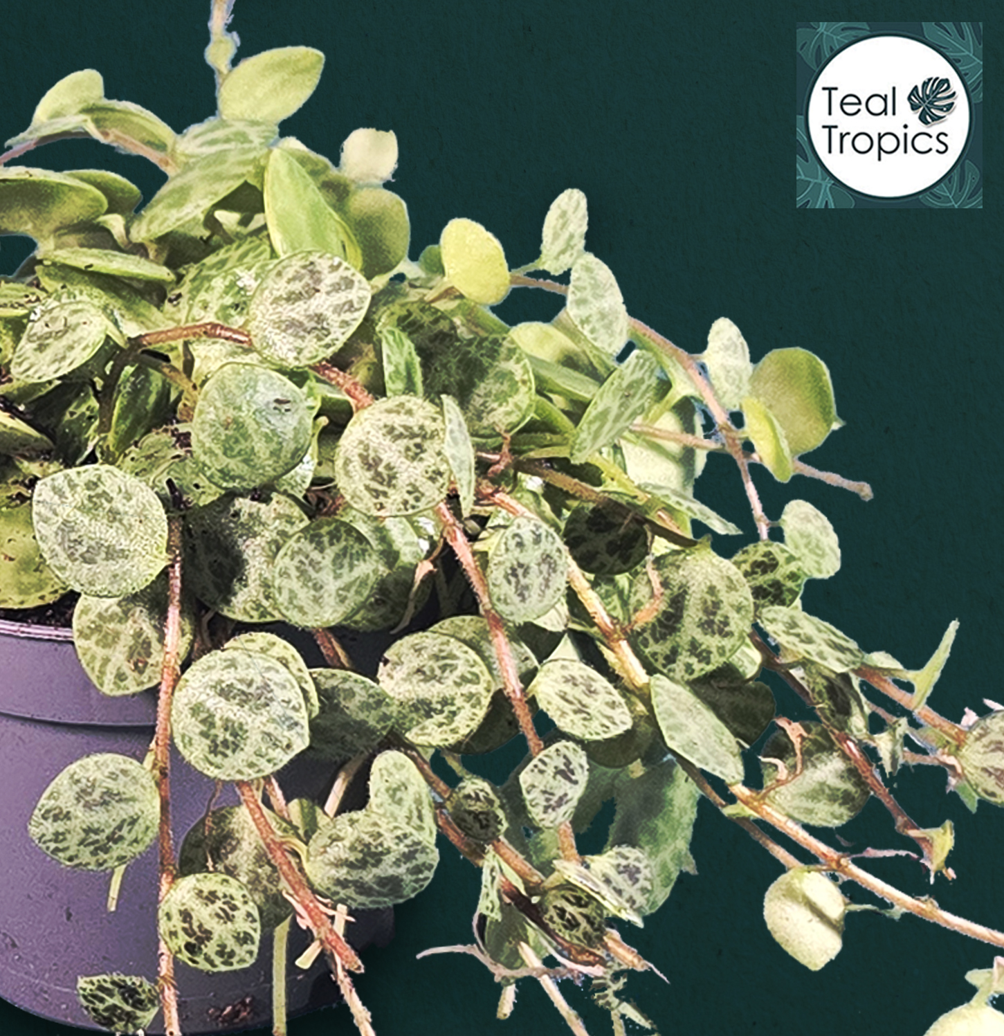 Peperomia prostrata