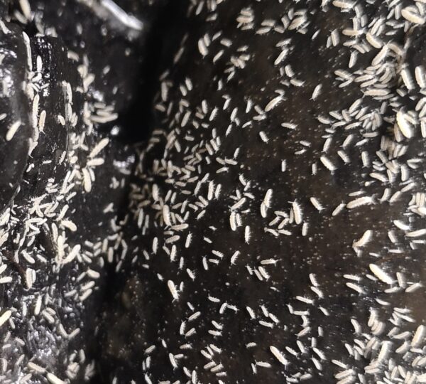 Folsomia Candida Springtails