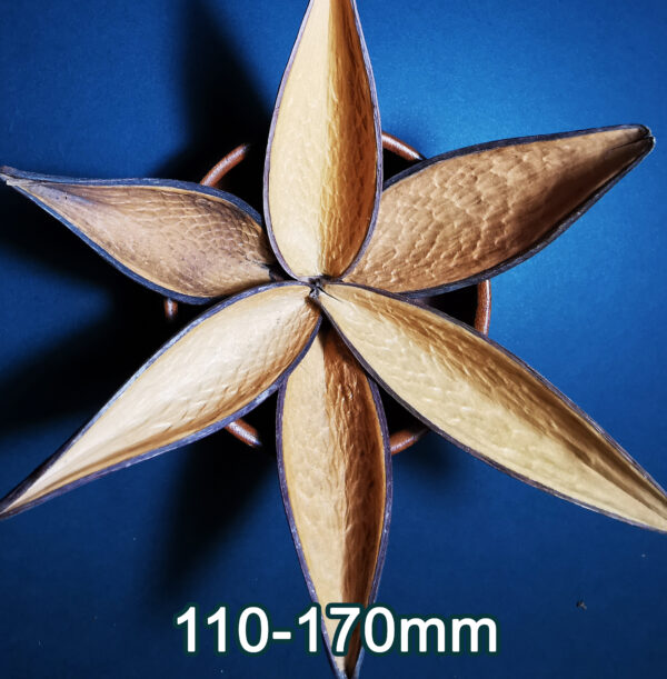 Canoinhas Pods - Image 2