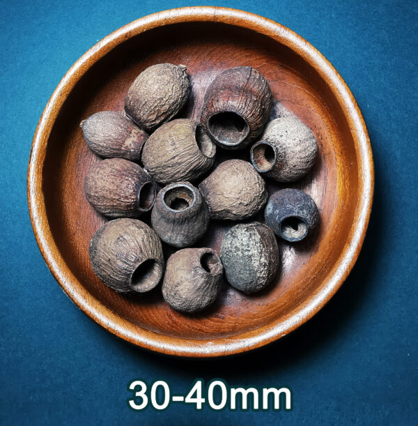 Eucalyptus Bell Pods - Image 2