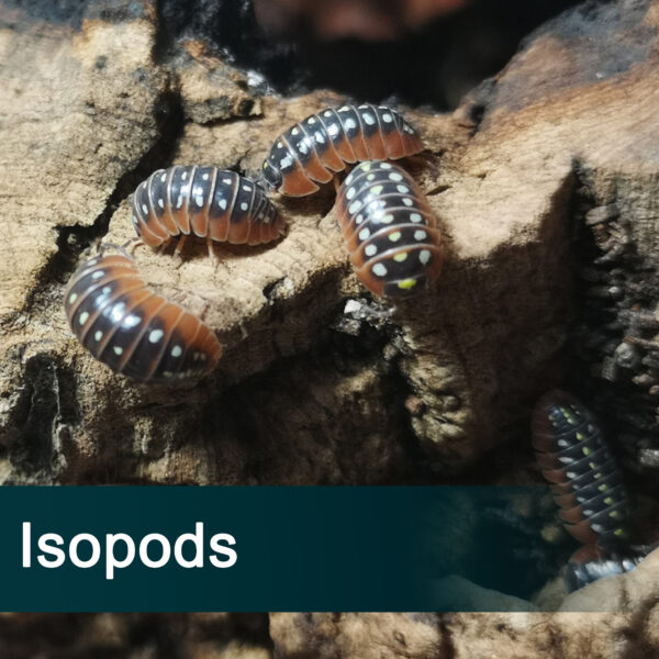 Isopods