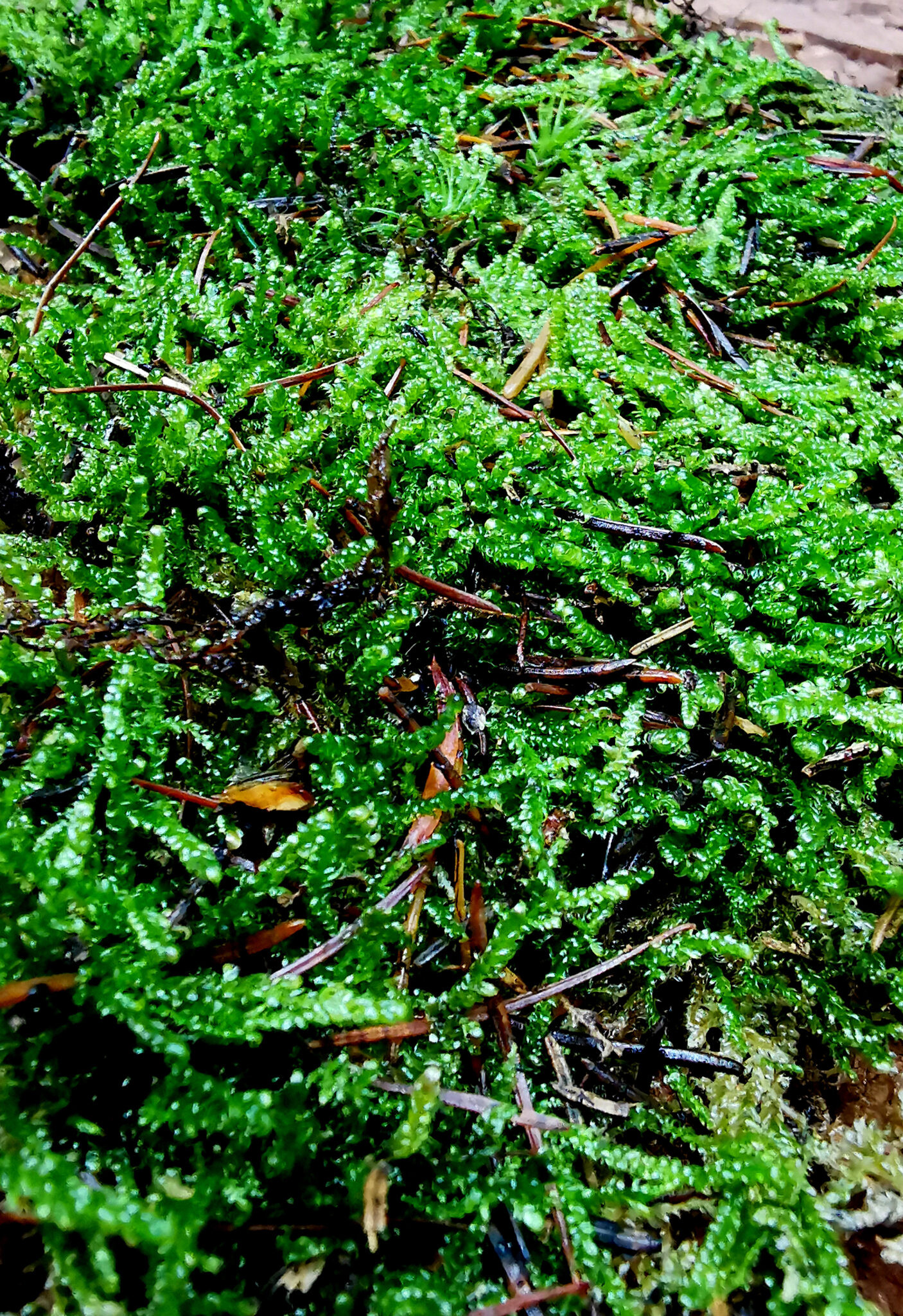 Carpet Moss Teal Tropics