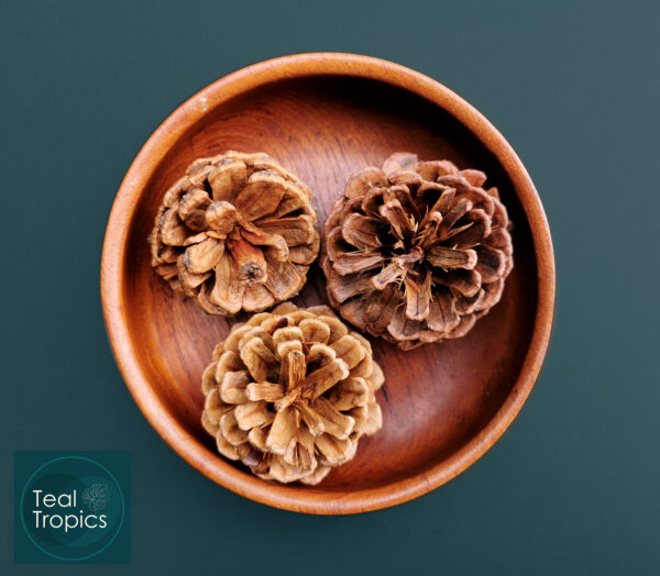 Medium Pine Cones - Image 2