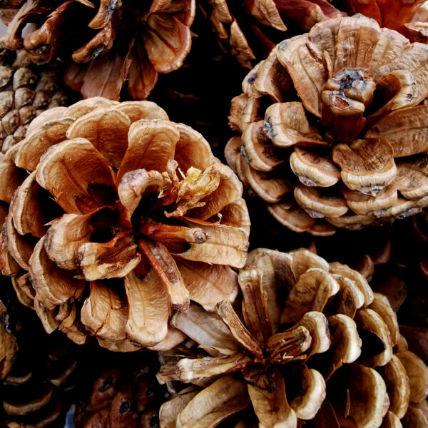 Medium Pine Cones
