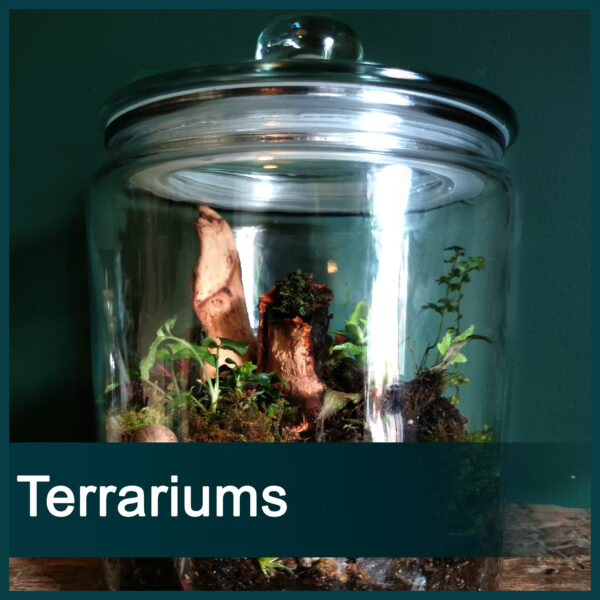 Terrariums