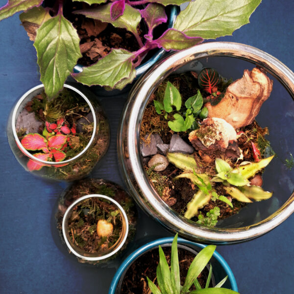 Healthy terrariums from above