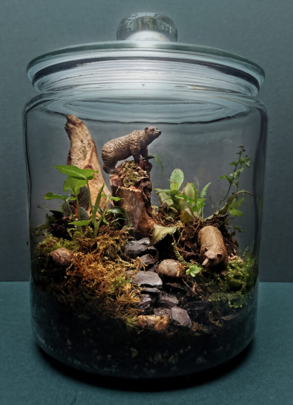 Bears - Image 2