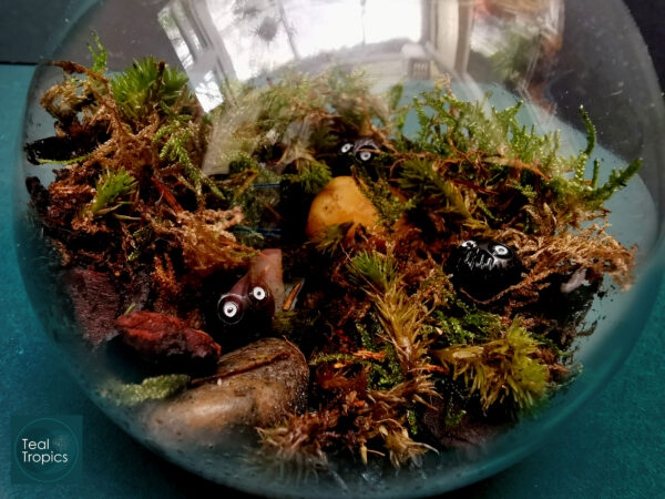 Micro Forest Rock Nymphs - Image 2