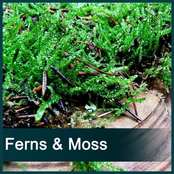 Ferns & Mosses