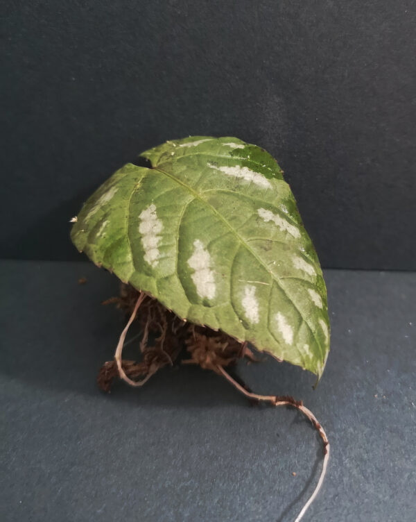 Cissus Discolour (Rex Begonia Vine) - Image 2