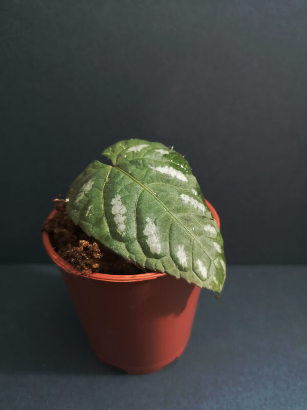 Cissus Discolour (Rex Begonia Vine)