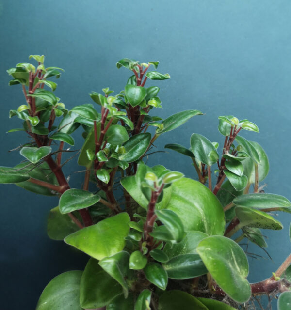 Peperomia Pixie