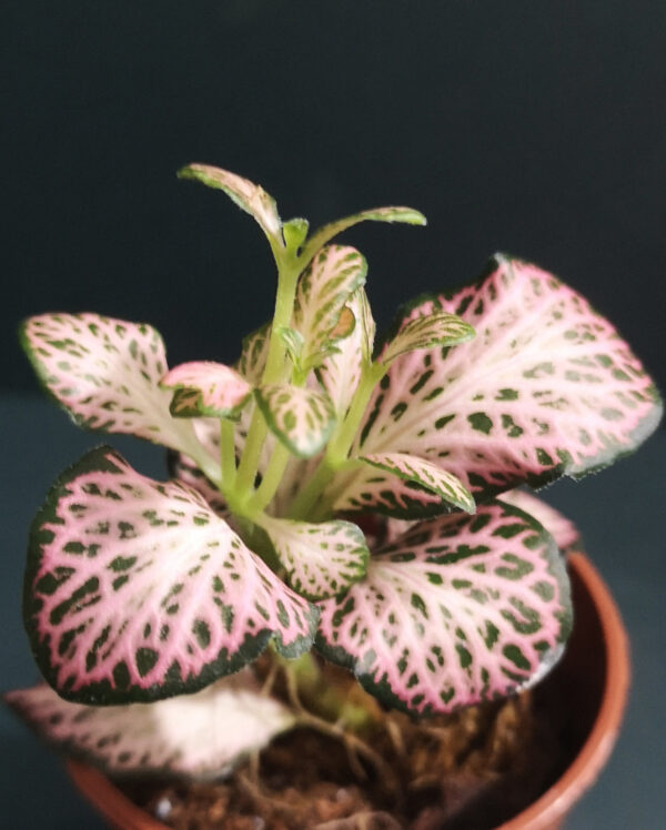 Fittonia Dark Pink