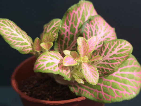 Fittonia Light Pink