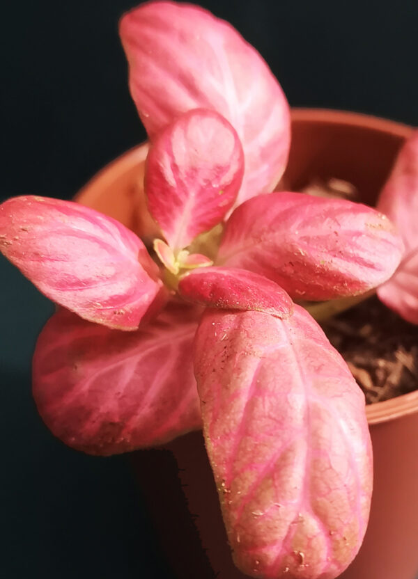 Fittonia Pale Red