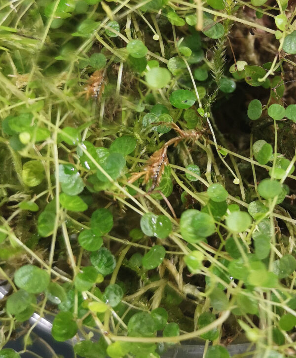 Peperomia Emarginella - Image 3
