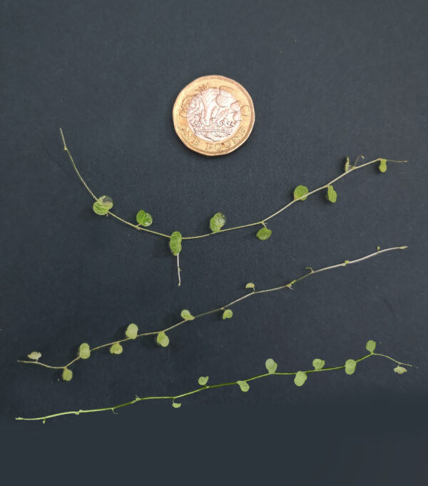 Peperomia Emarginella - Image 2