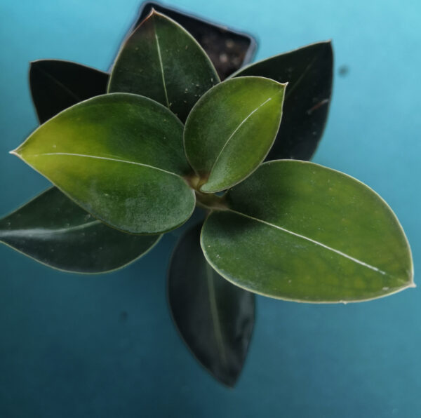 Black Jewel Orchid (Ludisia Discolour)