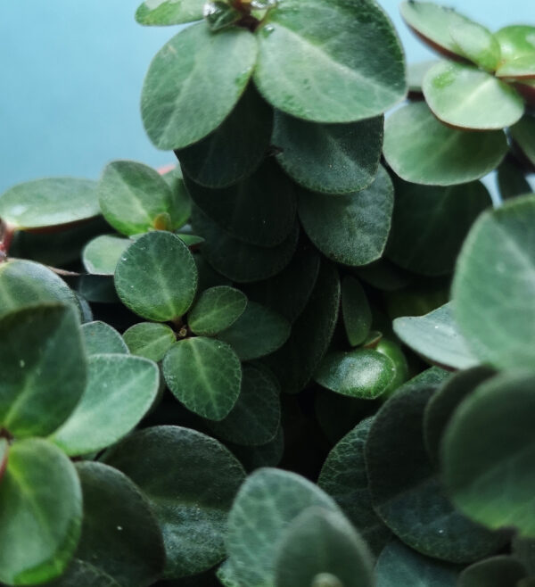 Peperomia Verticillata - Image 2