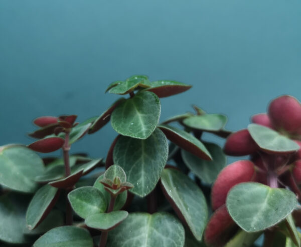 Peperomia Verticillata