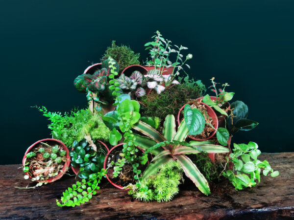 Tools & Plants Sets - Image 3