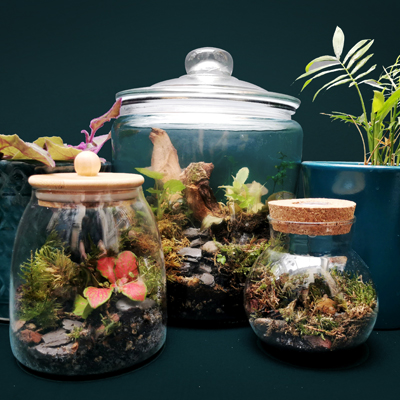 Premade Terrariums