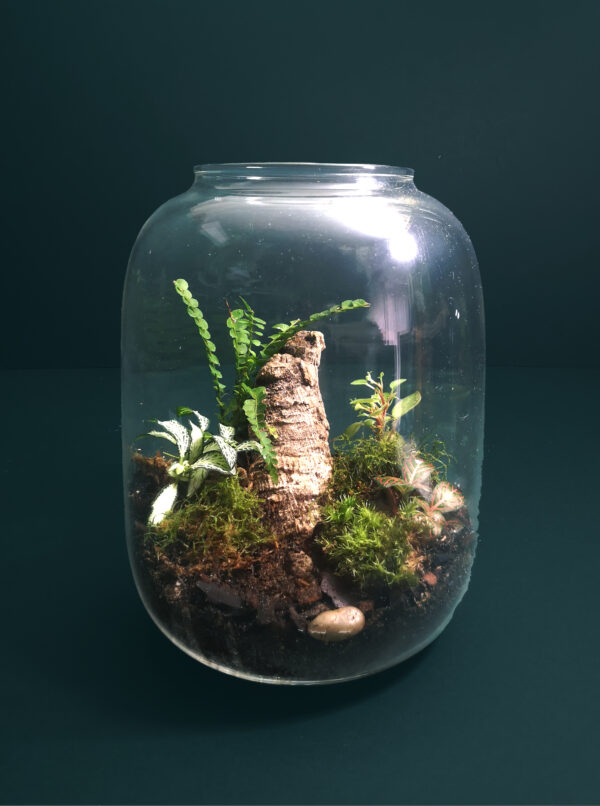 Large Open Vase Terrarium Kit - Image 2