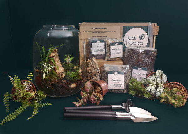 Large Open Vase Terrarium Kit