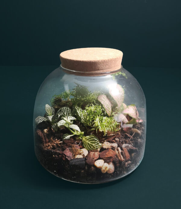 Glass Dome Terrarium Kit - Image 3