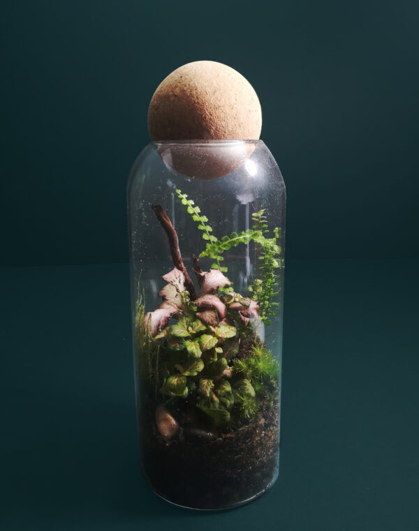 Tall Upright Jar Terrarium Kit - Image 2