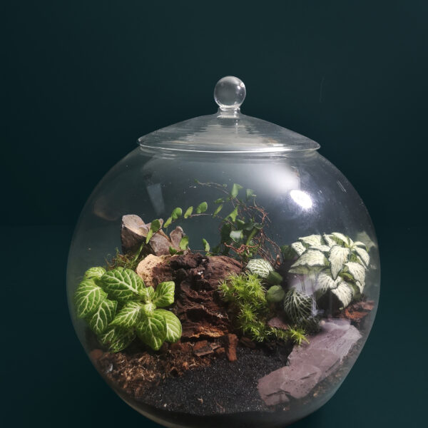 Large Glass Globe Terrarium Kit