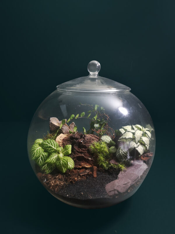 Large Glass Globe Terrarium Kit