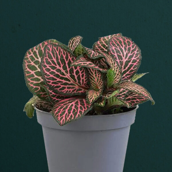Fittonia Verschaffeltii Pink