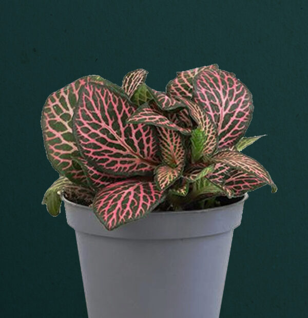 Fittonia Verschaffeltii Pink