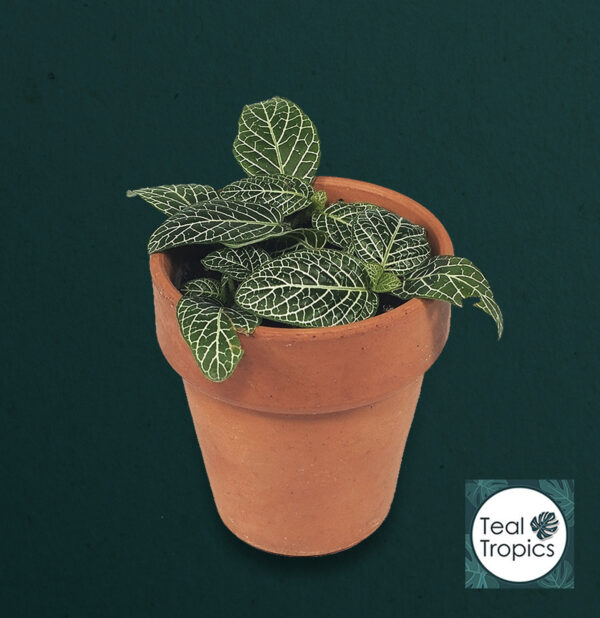 Fittonia Verschaffeltii Dark Green - Image 2