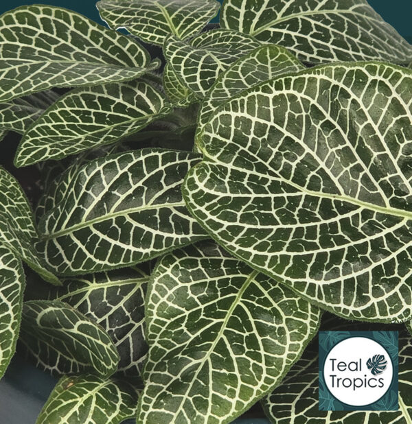 Fittonia Verschaffeltii Dark Green