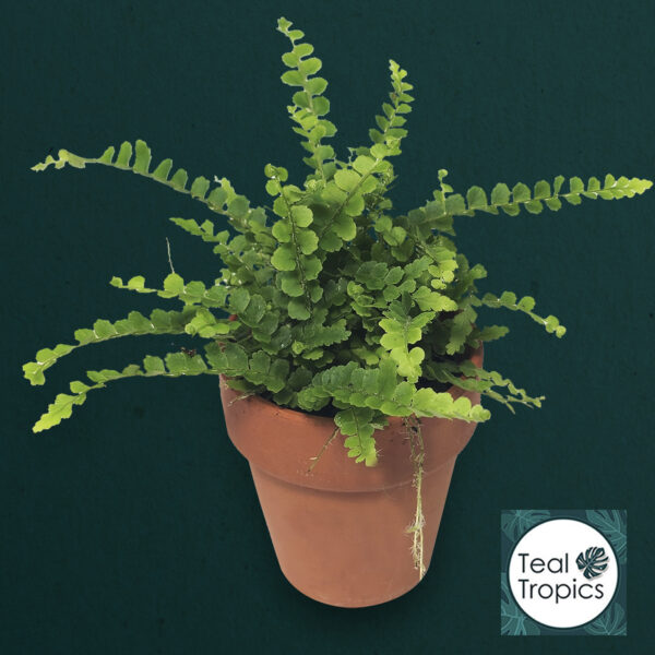 Nephrolepis Exaltata Duffy