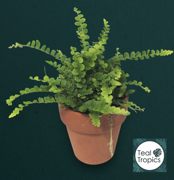 Nephrolepis Exaltata 'Duffy' - Image 2