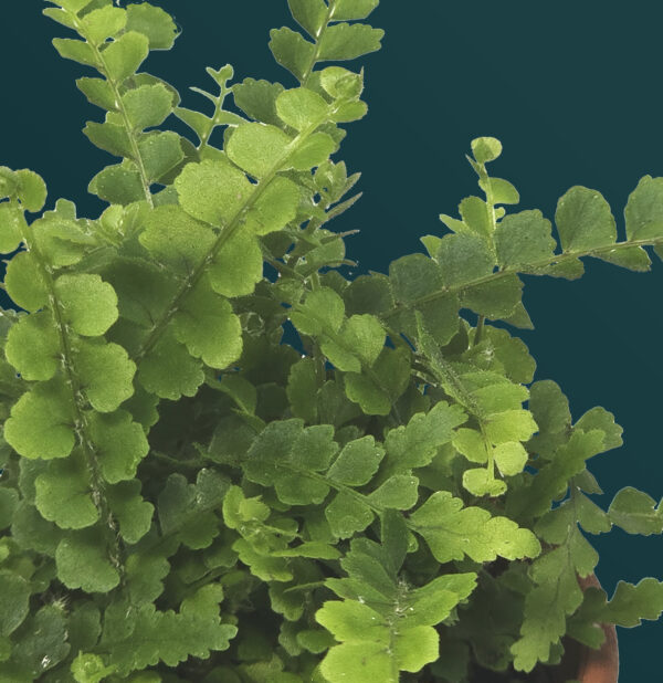 Nephrolepis Exaltata 'Duffy'
