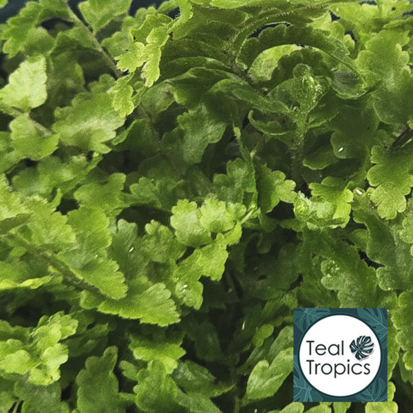 Nephrolepis Exaltata 'Green Fantasy'
