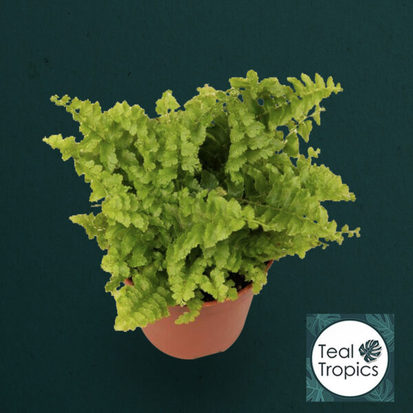 Nephrolepis Exaltata Green Fantasy
