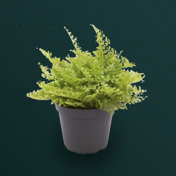 Nephrolepis Exaltata
