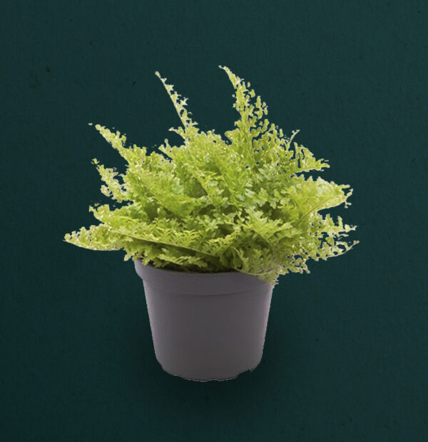 Nephrolepis Exaltata